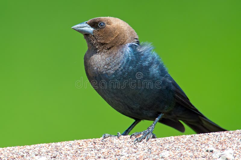 Cowbird που διευθύνεται καφετί στοκ φωτογραφίες