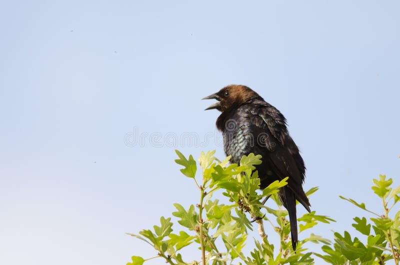 Cowbird που διευθύνεται καφε στοκ εικόνα με δικαίωμα ελεύθερης χρήσης