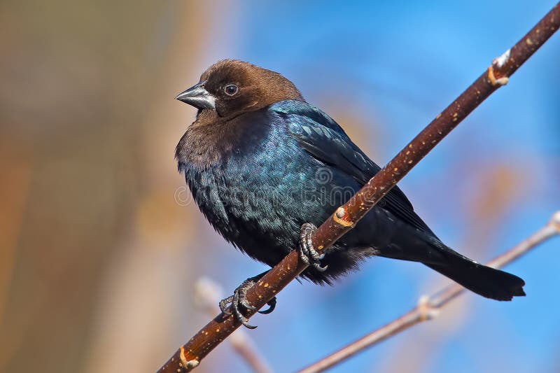 Cowbird που διευθύνεται καφε στοκ εικόνα