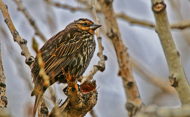 Cowbird που διευθύνεται καφε στοκ φωτογραφίες με δικαίωμα ελεύθερης χρήσης