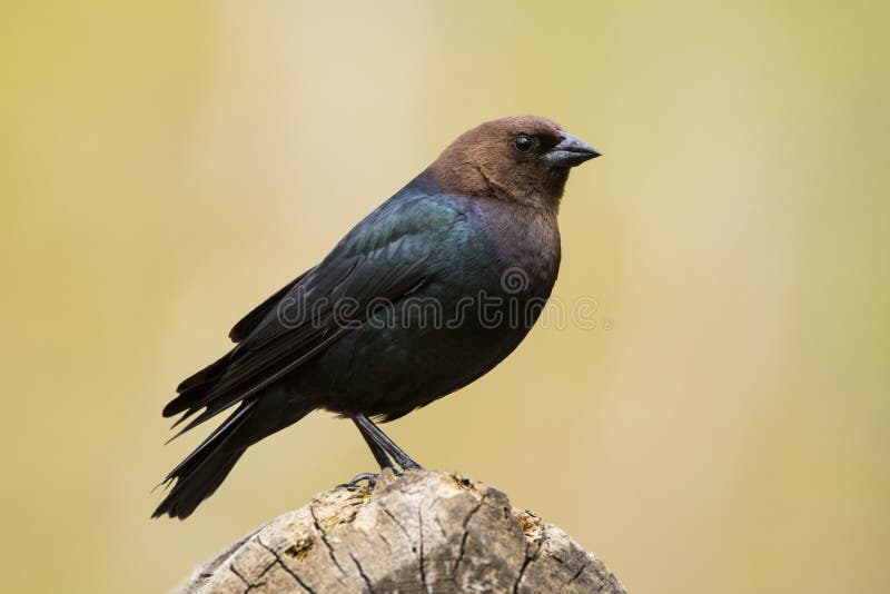 Cowbird που διευθύνεται καφε στοκ εικόνα με δικαίωμα ελεύθερης χρήσης