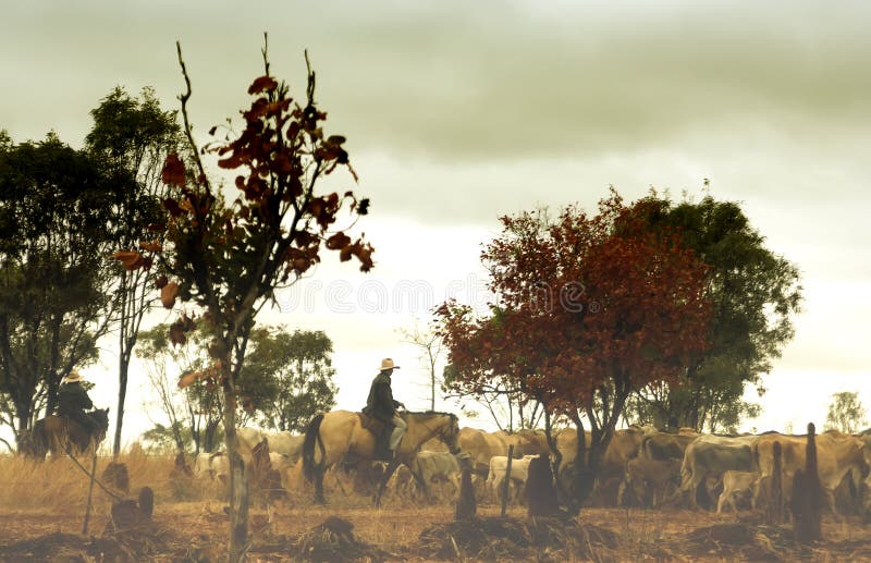 Cowboy in Australian outback royalty free stock photos