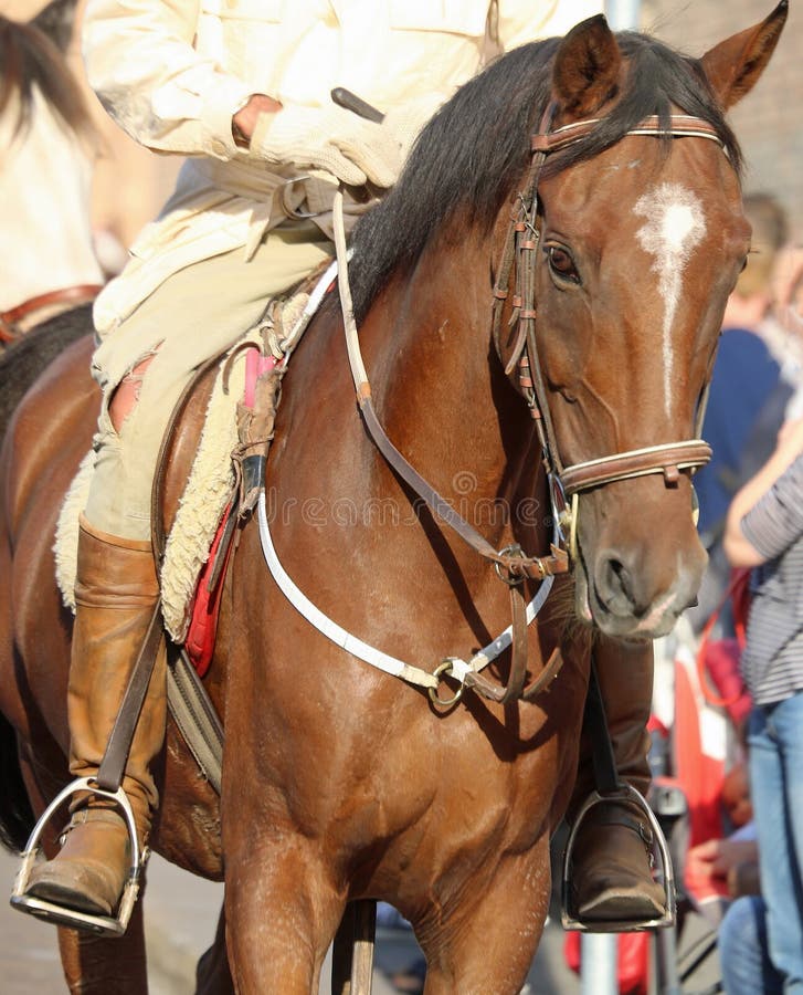 cowboy avec des bottes montant le cheval image libre de droits cowboy avec des bottes montant le cheval image libre de droits