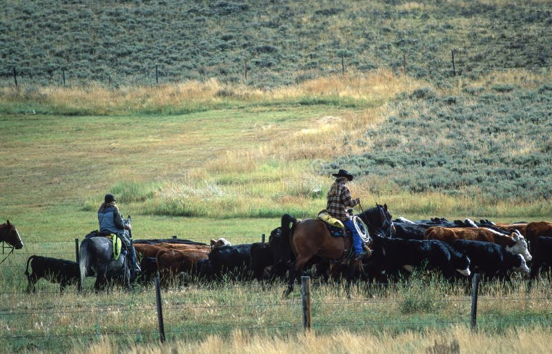 Cowboy dirigindo gado para pastagem montana
