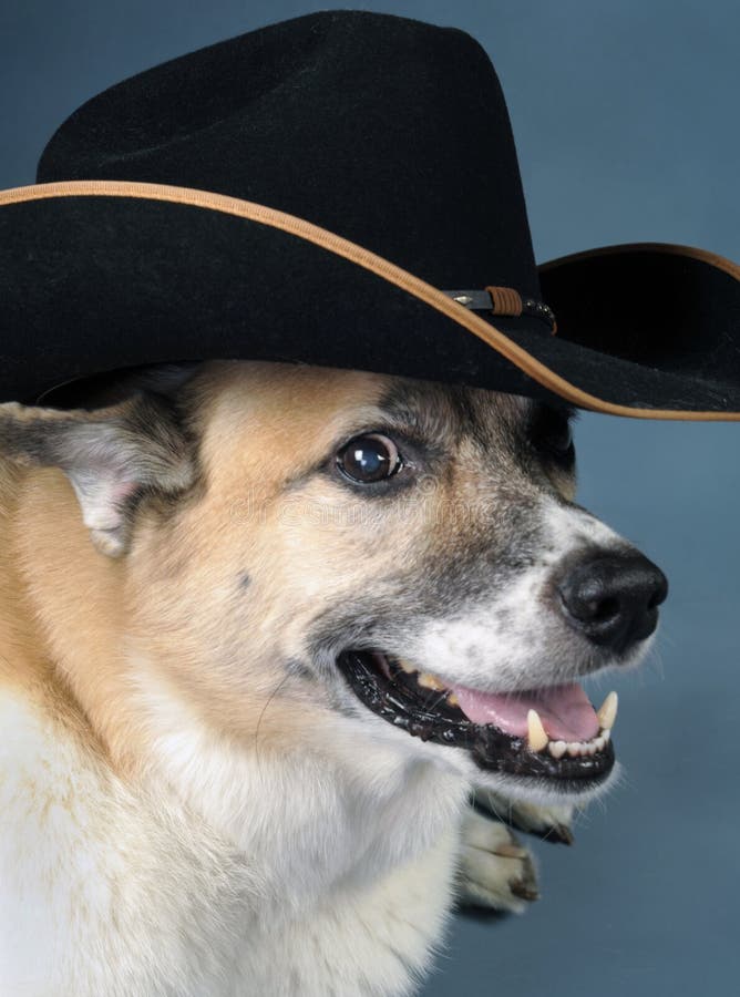 259 Dog Wearing Cowboy Hat Stock Photos Free & RoyaltyFree Stock