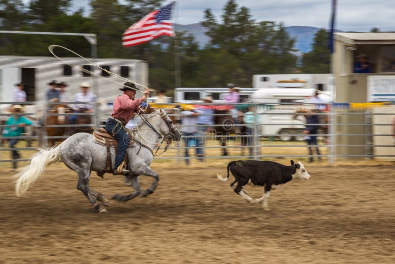 Cowboy on a grey horse throwing lasso to catch a dark brown running calf at rodeo show competition. Cowboy on a grey horse throwing lasso to catch a dark brown running calf at rodeo show competition