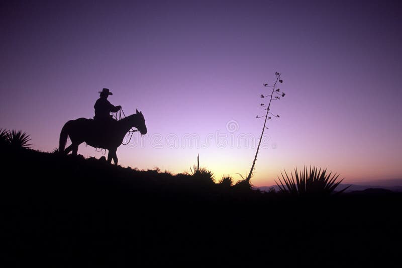 Cowboy proiettato immagini stock Cowboy proiettato immagini stock