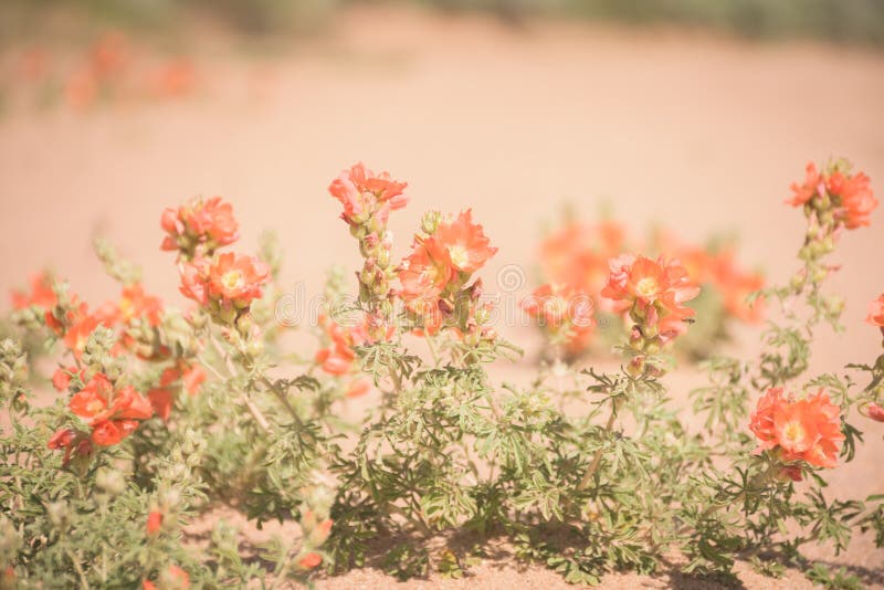 cowboy-s-delight-copper-mallow-cowboy-s-delight-copper-mallow-country-road-colorado-151017100.jpg