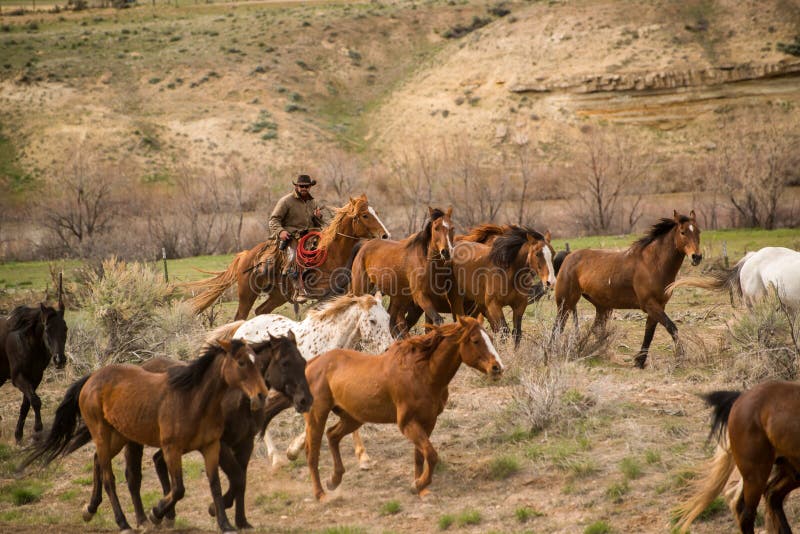 Cowboy Wrangling Up Herd of Horses in Roundup Editorial Image - Image of  band, colorado: 71474150