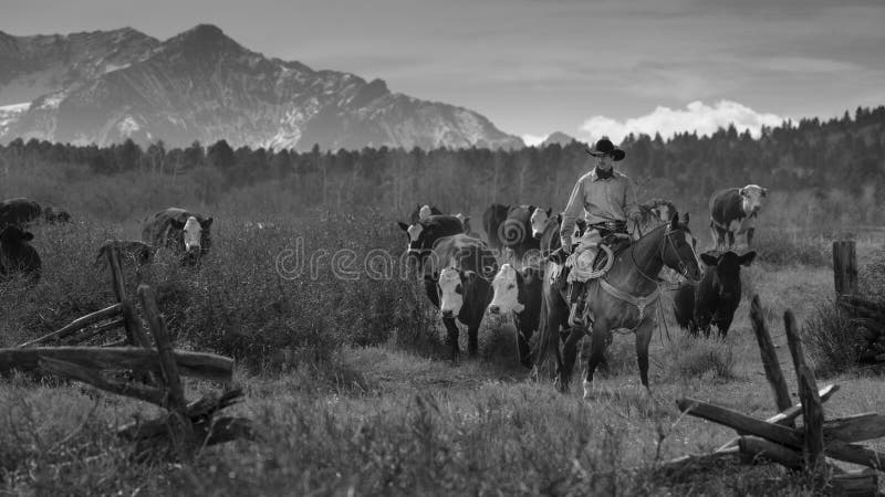 OCTOBER 2017, Ridgway, Col.orado: Cowboys on Cattle Drive Gather Angus/Hereford cross cows and calves of Double Shoe Cattle Company, Centennial Ranch, San Juan Mountains