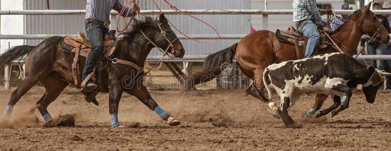Calf Roping Event at an Australian Country Rodeo Stock Image Image of Calf Roping Event at an Australian Country Rodeo Stock Image Image of