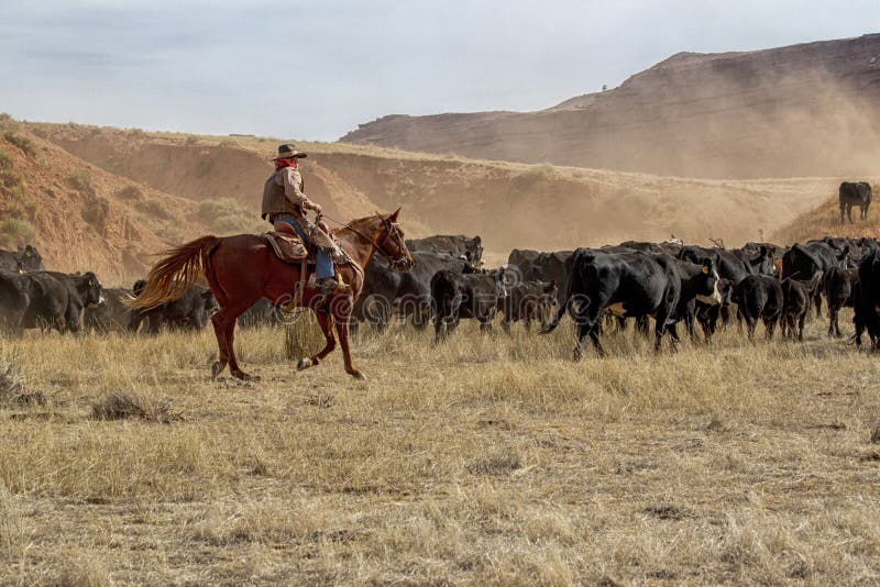 Wyoming cowboys moving cows in central Wyoming. This is a great American West tradition. Some of these animals will be shipped to market. Others will be kept for the Winter. This is a Fall roundup. This area is where the Hole-in-the- Wall is located. Outlaws roamed the area in the late 1800`s. Wyoming cowboys moving cows in central Wyoming. This is a great American West tradition. Some of these animals will be shipped to market. Others will be kept for the Winter. This is a Fall roundup. This area is where the Hole-in-the- Wall is located. Outlaws roamed the area in the late 1800`s.