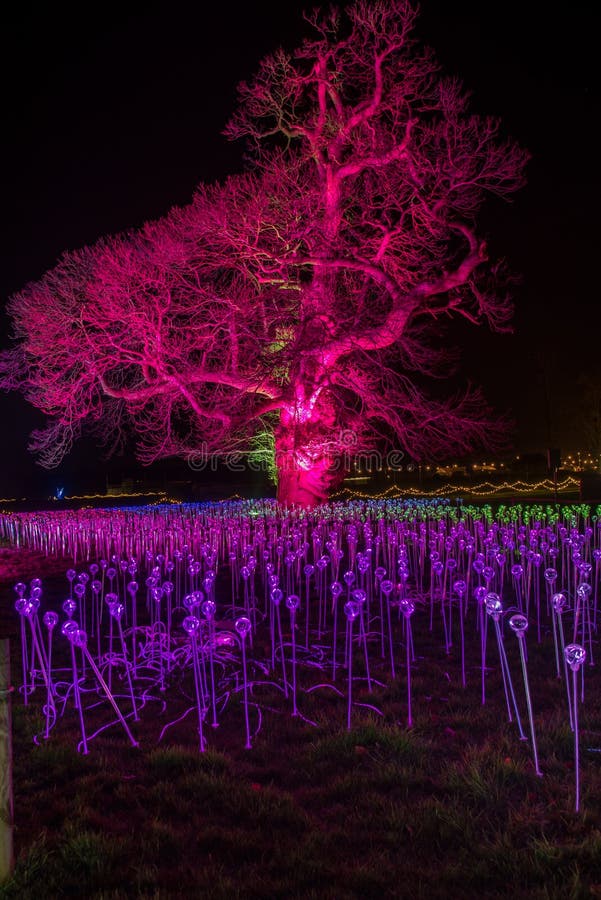 Cowdray Park Light Trail 2021 Editorial Photo Image of select