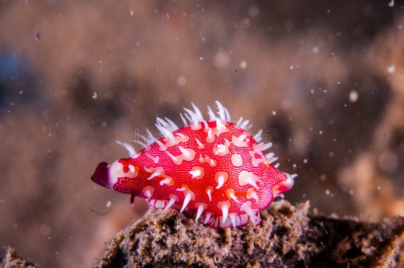 Cowry resting on the rock in Gili, Lombok, Nusa Tenggara Barat, Indonesia underwater phot