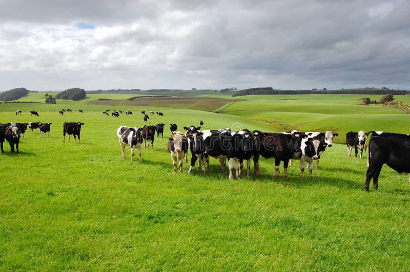 Ранчо рогатого скота в США. Сколько коров в стаде