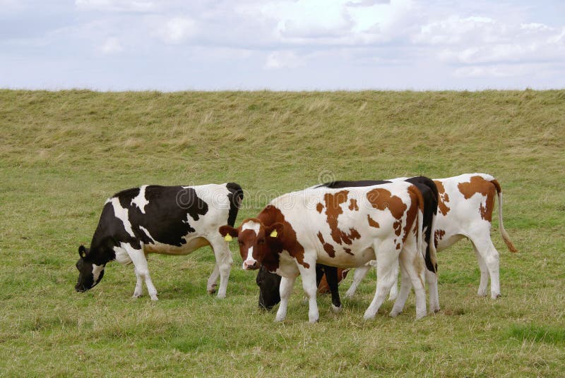 Cows stock image. Image of breed, holsteiner, farm, cattle - 10439265