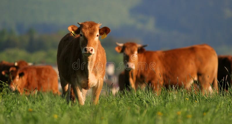 Cows stock photos Cows stock photos