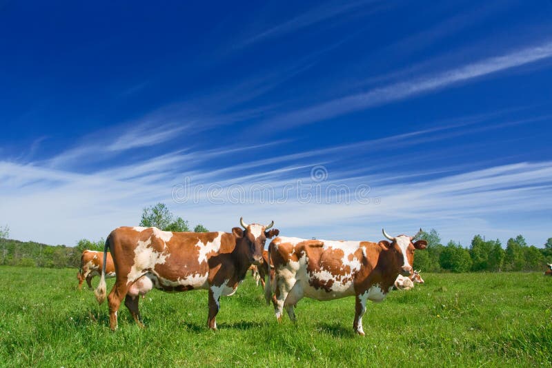 Rebano de vacas es un rozado sobre el pastar.