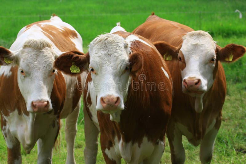 Cows