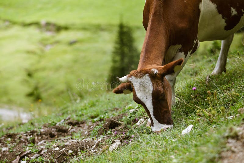 Milk Cows in the Austrian Alps on the Mountain Pasture. Mountain milk stock images, royalty-free photos and pictures