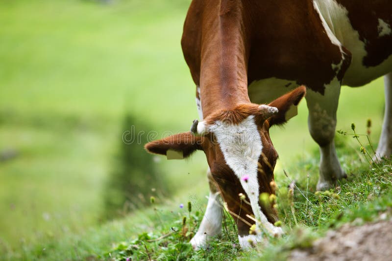 Milk Cows in the Austrian Alps on the Mountain Pasture. Mountain milk stock images, royalty-free photos and pictures