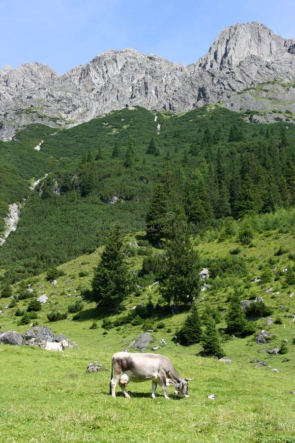 Cows in Alps