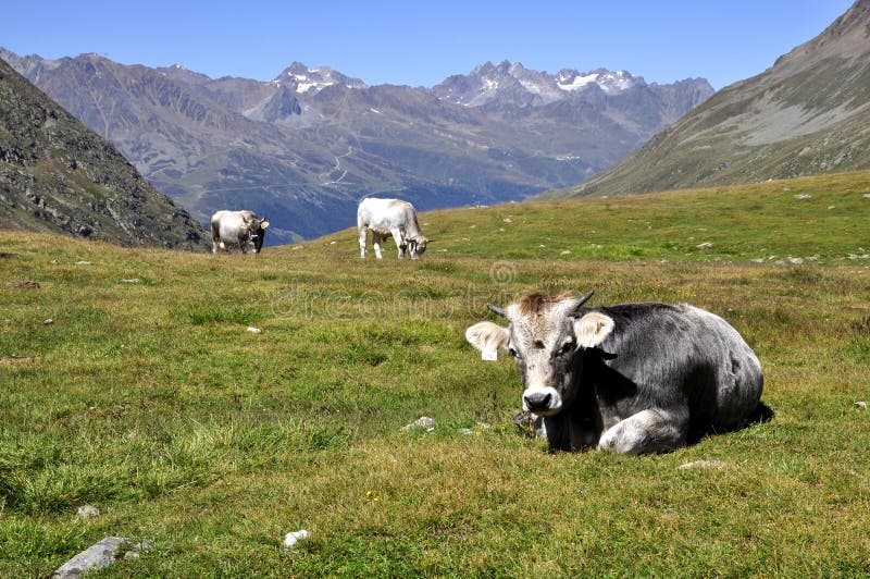 Cows in Alps