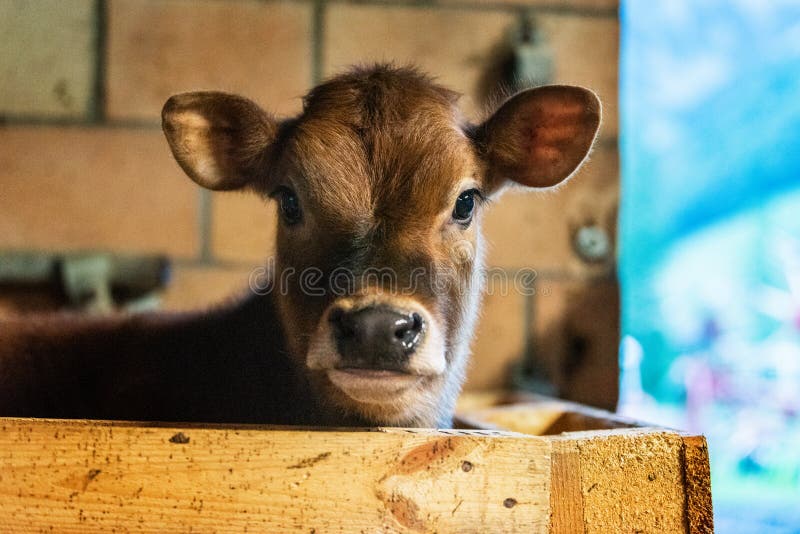 476 Little Veal Stock Photos Free & RoyaltyFree Stock Photos from