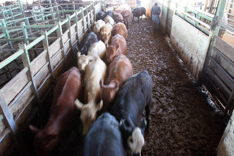 Cows at Auction