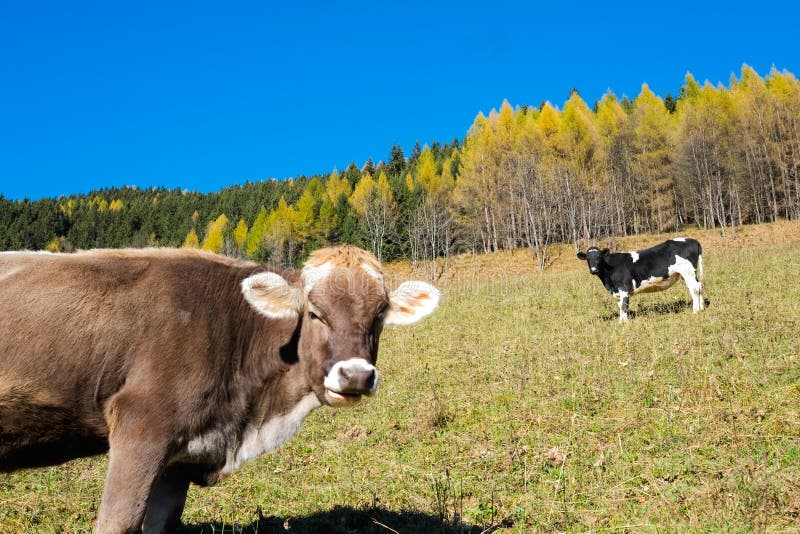 Cows in autumn