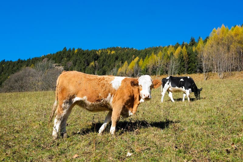 Cows in autumn