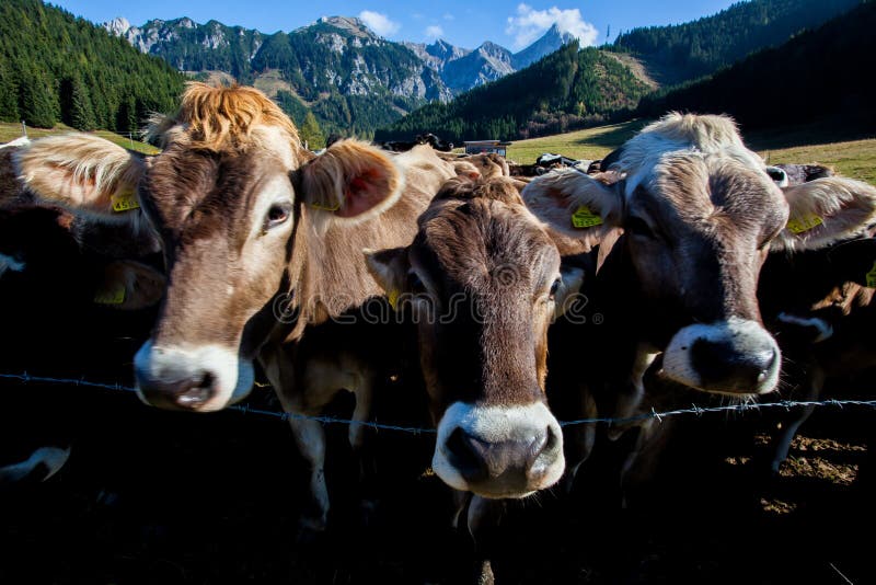 Group portrait of curious cows on an alpine meadow. Group portrait of curious cows on an alpine meadow.