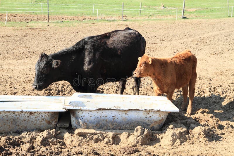 Black cow with brown calf standing by bathtubs with water. Bathtub stand stock images, royalty-free photos and pictures