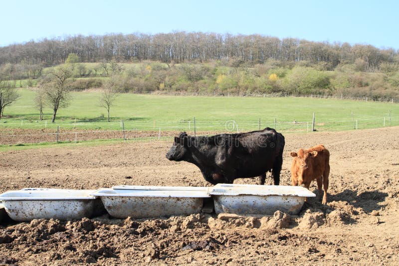 Black cow with brown calf standing by bathtubs with water. Bathtub stand stock images, royalty-free photos and pictures