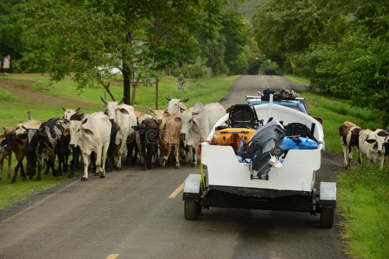 Cows blocking the road for truck and boat in panama