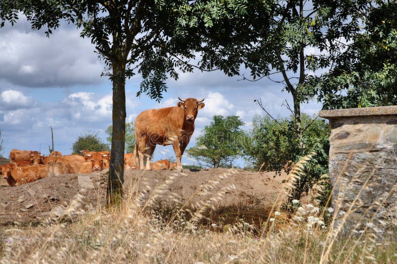 Cows and calves on pasture stock images Cows and calves on pasture stock images