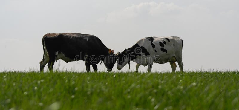 Who is the boss?? royalty free stock photo Who is the boss?? royalty free stock photo