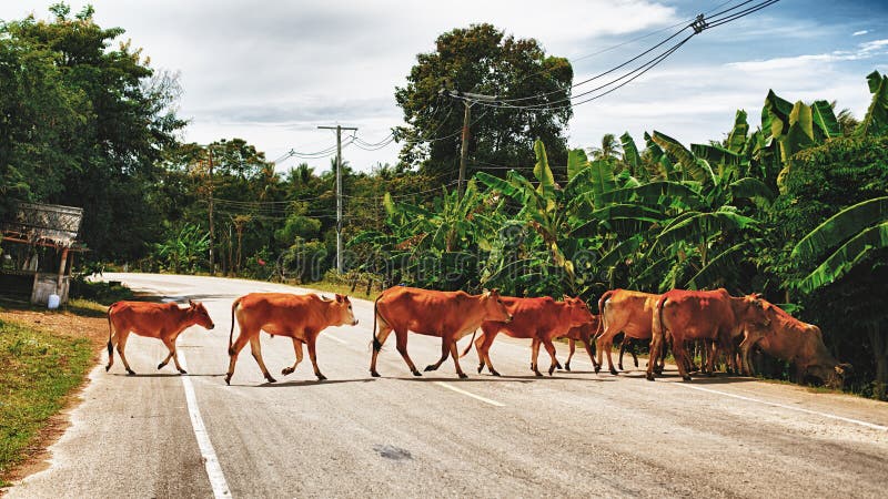 Cows Cross the Road