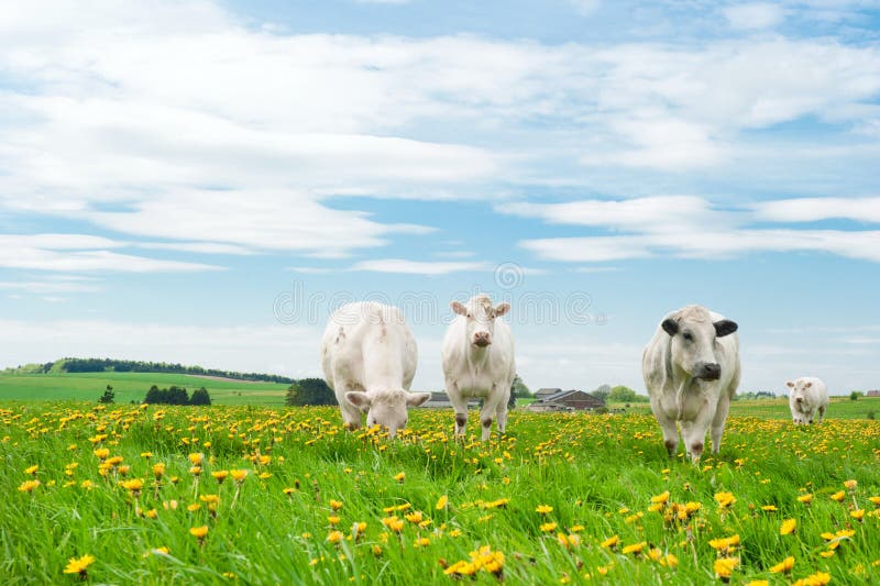 Cows in dandelions