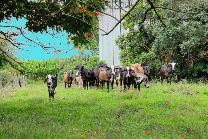 Cows of Different Breeds in a Grassy Field on a Bright and Clouds Sunny