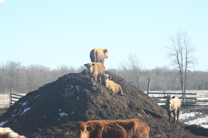 Cows on DirtManure Mound stock photo. Image of farm 89260822