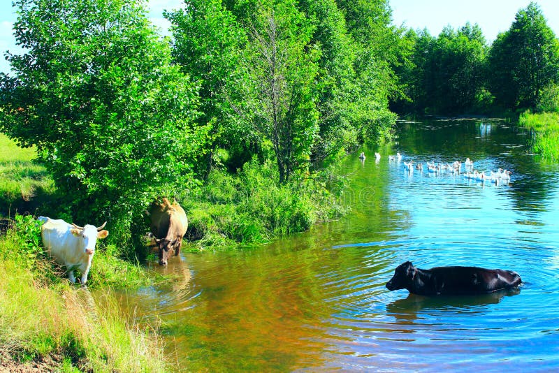 Cows Drink Water in the River Stock Photo Image of pond, livestock