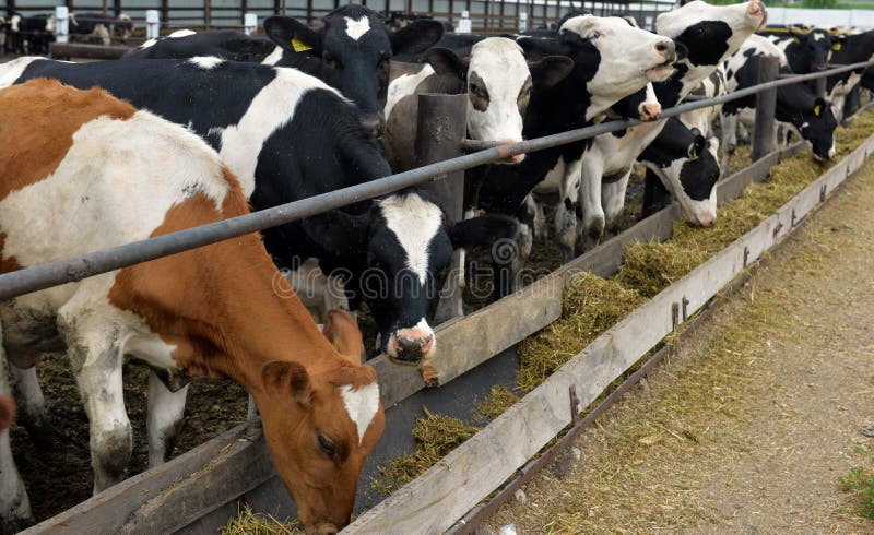 Cows eat feed stock photography Cows eat feed stock photography