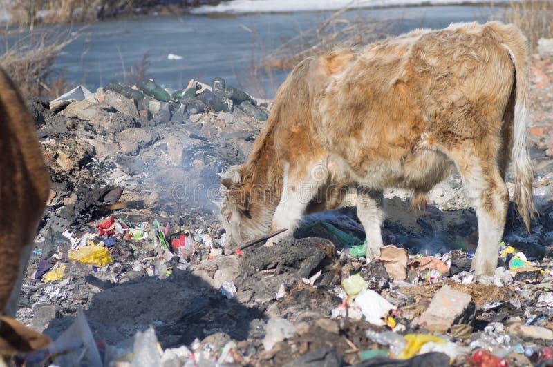 Cows eating foods on a garbage dump royalty free stock image