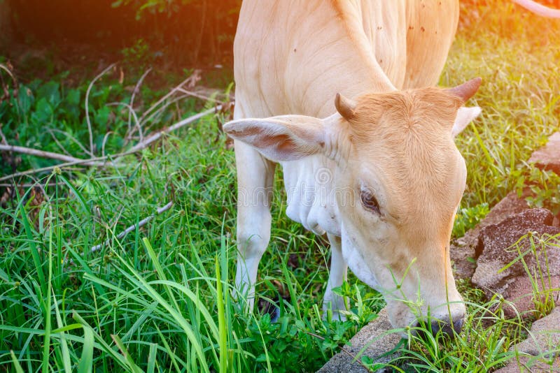 Cows Eat Grass Side the Street Stock Image Image of agri, farming