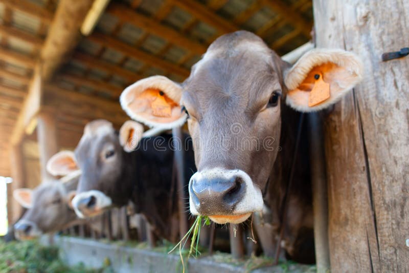 Cows eat from the manger in the stable on the Italian Alps