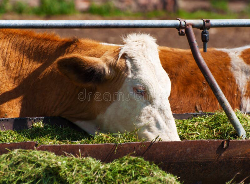 Three cows eating stock photo. Image of farm, meat, leather - 1958736