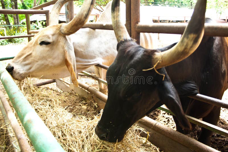 Cows eating