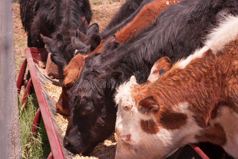 772 Cattle Eating Trough Stock Photos Free & RoyaltyFree Stock