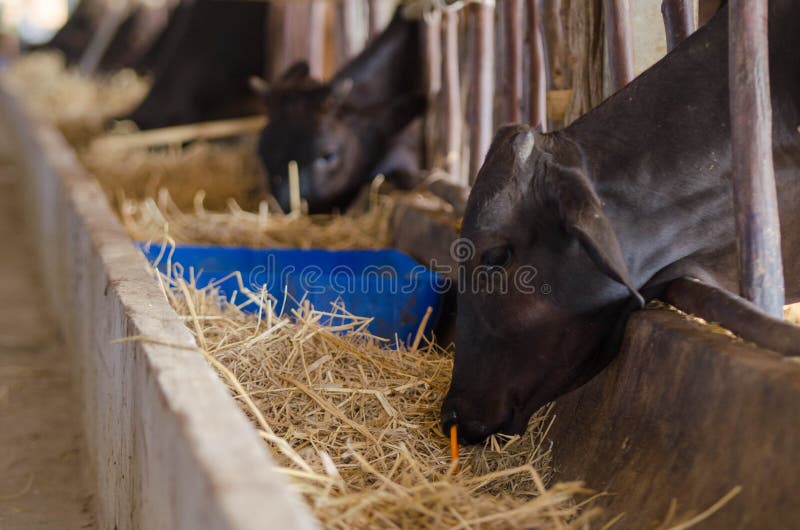 Cows are Eating Food on the Farm, Stock Image Image of country